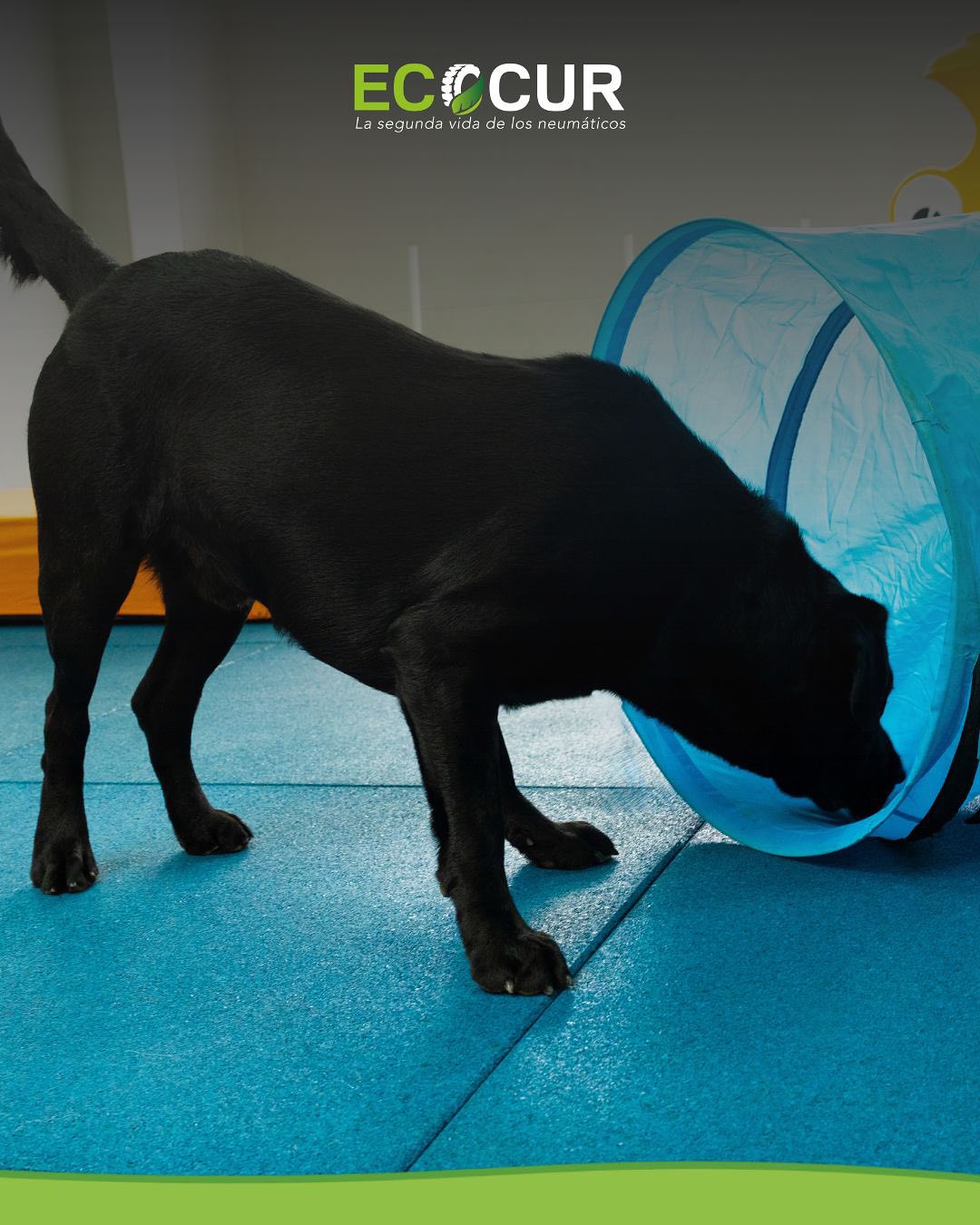 Guardería canina Nantes Vet